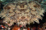 Wobbegong