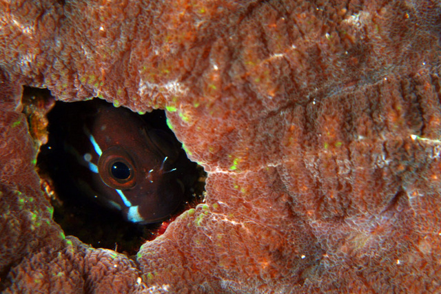 Blenny