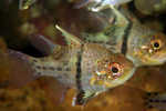 Cardinalfish