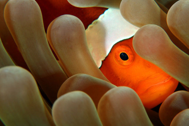 Clownfish