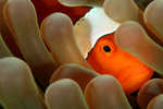 Clownfish