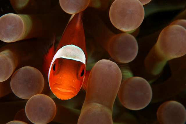 Clownfish2