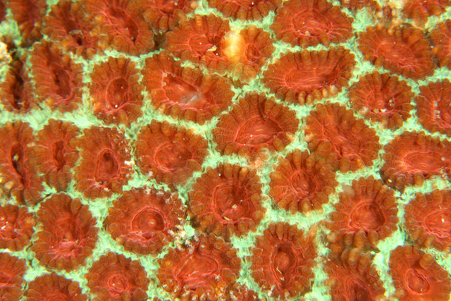 Coral