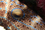 Filefish Eye