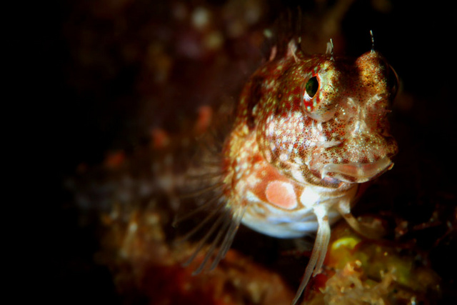 LawnmowerBlenny