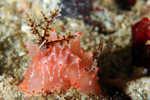 Nudibranch