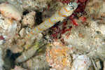 ShrimpGoby