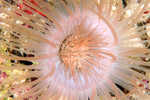 Tube Anemone