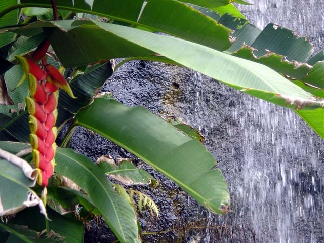 Birds of Paradise with waterfall