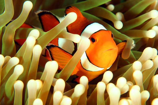 Clownfish