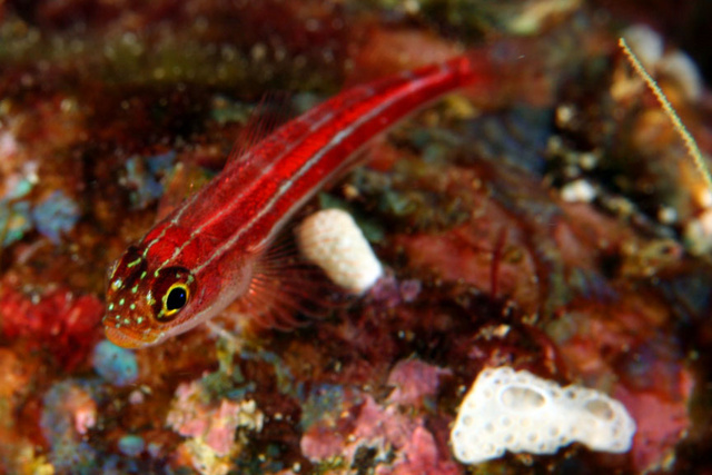 Goby2