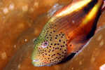 Hawkfish