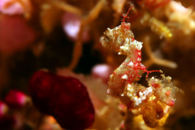 PygmySeahorse