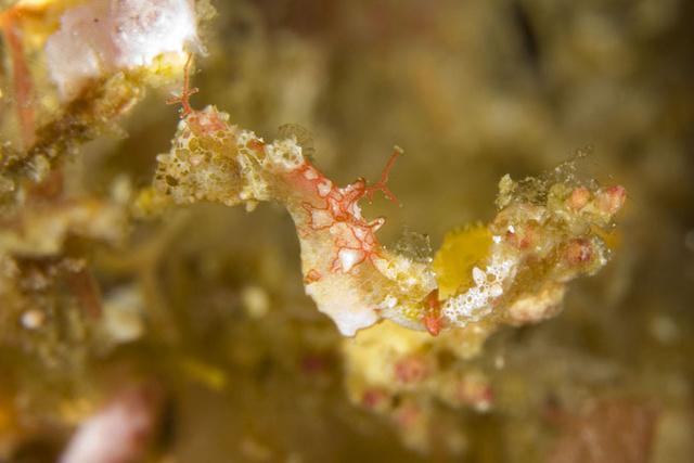 PygmySeahorse2