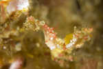 PygmySeahorse2