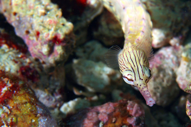 pipefish