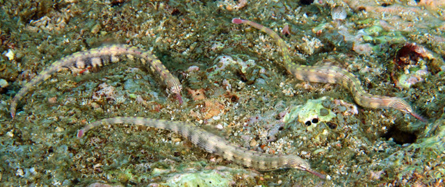 pipefish2