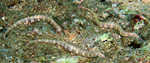 pipefish2