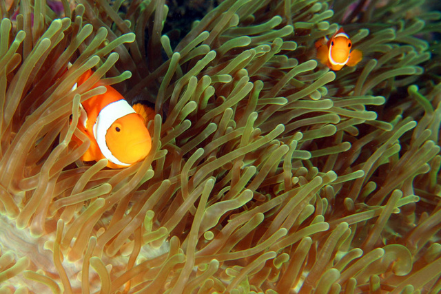 Clownfish