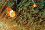 Clownfish