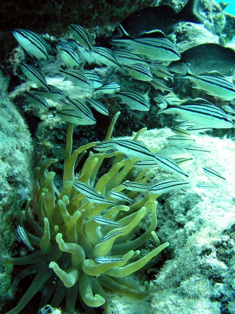 Fish and Anemone