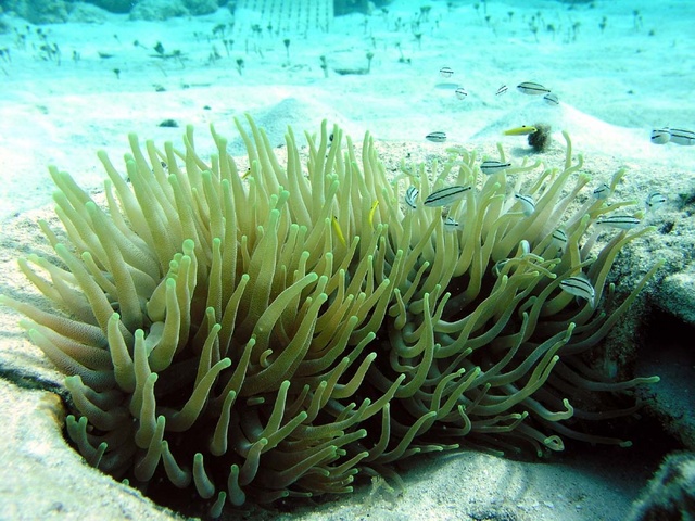 More Fish and Anemone