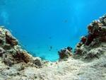 Reef Scape