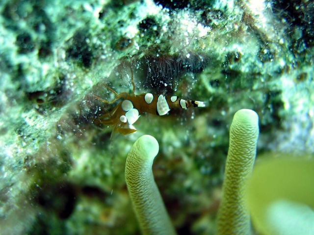 Shrimp and Anemone