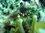 Shrimp and Anemone