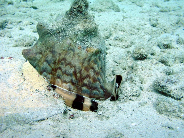 Tiger Conch