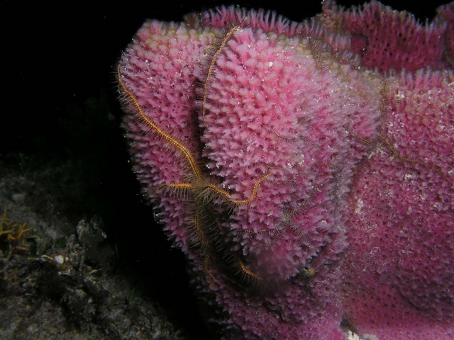 Brittle Star and Sponge