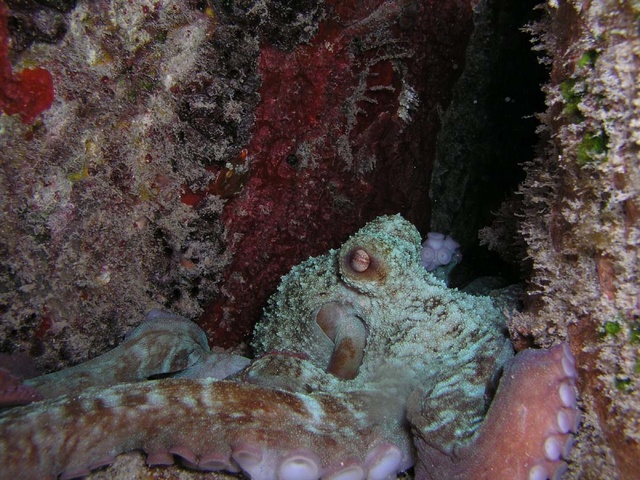 Octopus