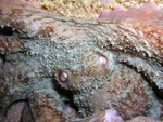 Octopus in Bucket
