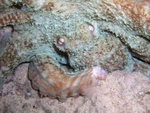 Octopus in Bucket 2
