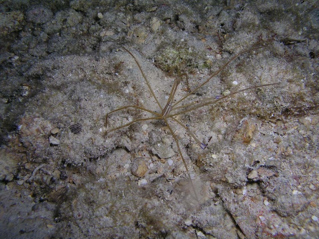 Spider Crab