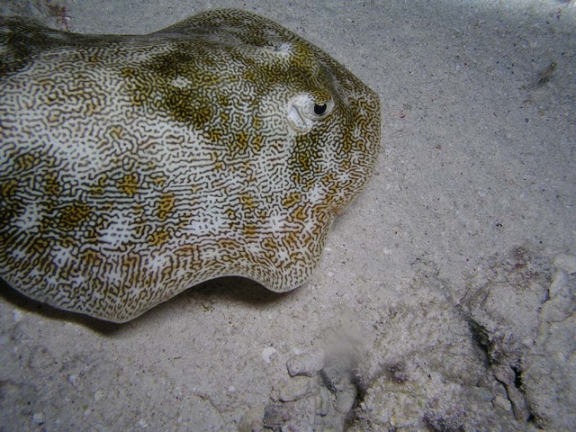 Stingray 2