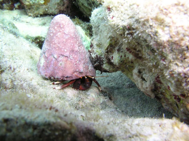 Velvet Hermit Crab
