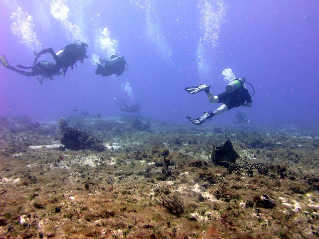 Divers on Reef