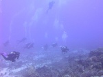 Divers on Reef 2
