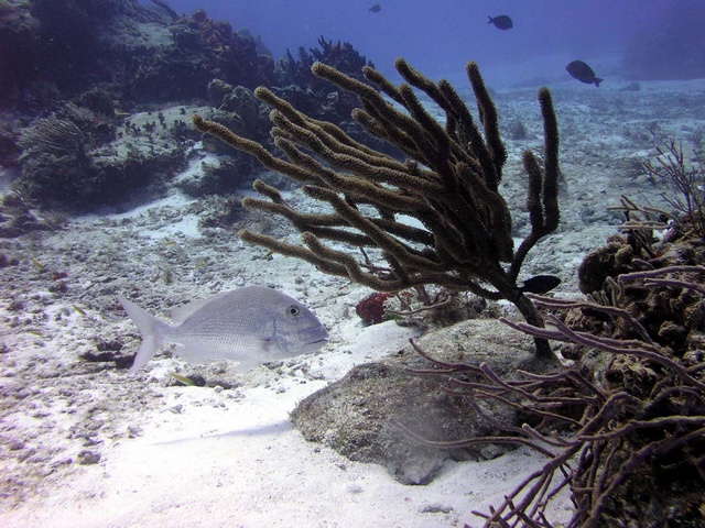 Fish with Coral