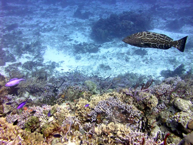 Giant Grouper