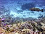 Giant Grouper