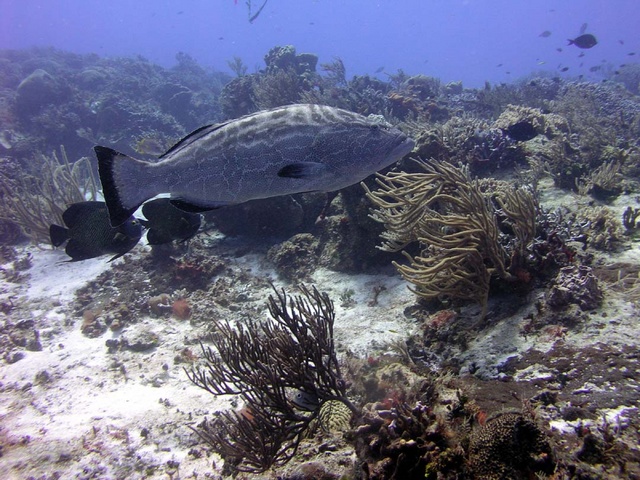 Giant Grouper 2