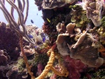 Reef Scape 2