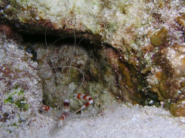 Coral Banded Shrimp