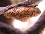 Flamingo's Tongue