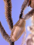 Flamingo's Tongue 3