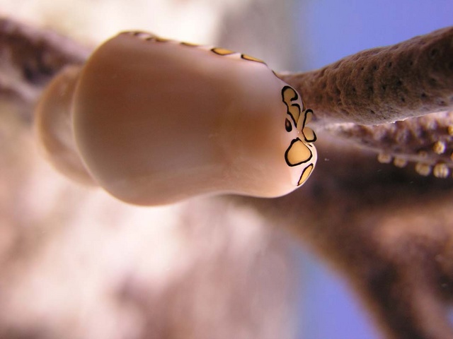 Flamingo's Tongue 4