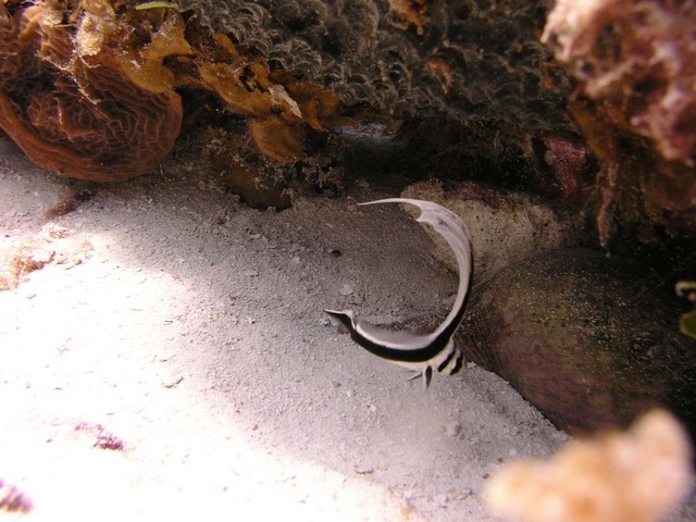 Juvenile Drum