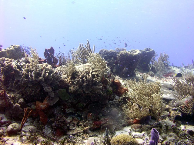 Reef Scape 3